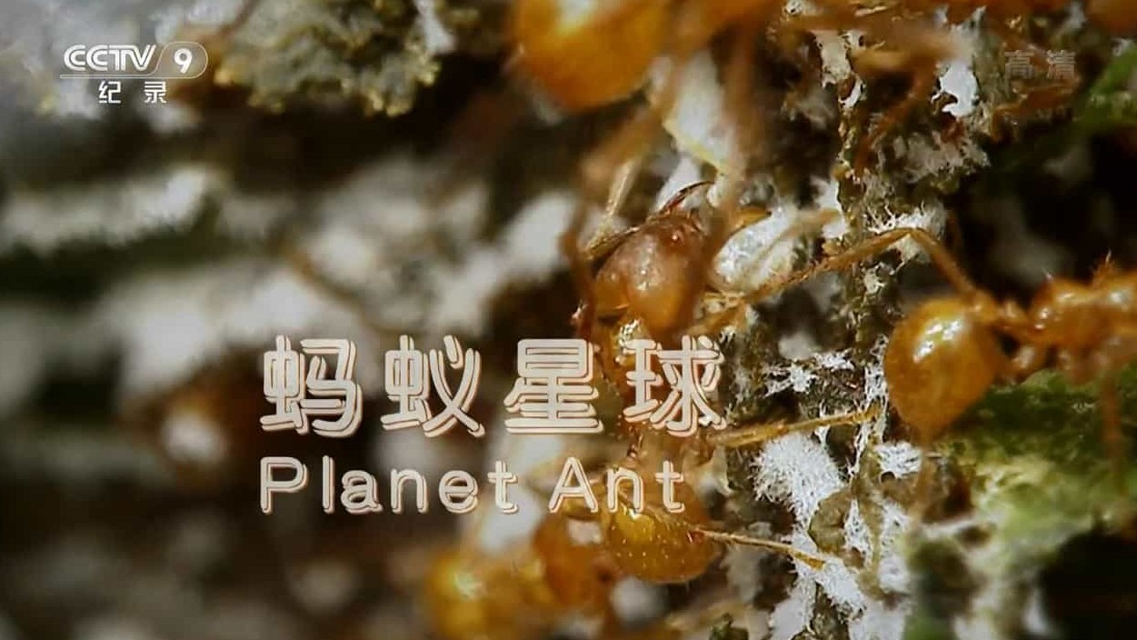 BBC纪录片《蚂蚁星球/蚂蚁国度/蚂蚁星球 Planet Ant:Life Inside the Colony 2013》全1集 国语中字 720P高清网盘下载