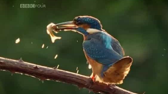 BBC纪录片《不列颠鸟类 园林鸟类 Birds Britannia Garden Birds》全1集 英语中英双字 720p高清网盘下载