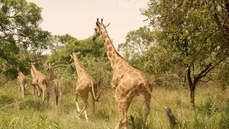 BBC纪录片《长颈鹿：非洲的温柔巨人/ Giraffes: Africa