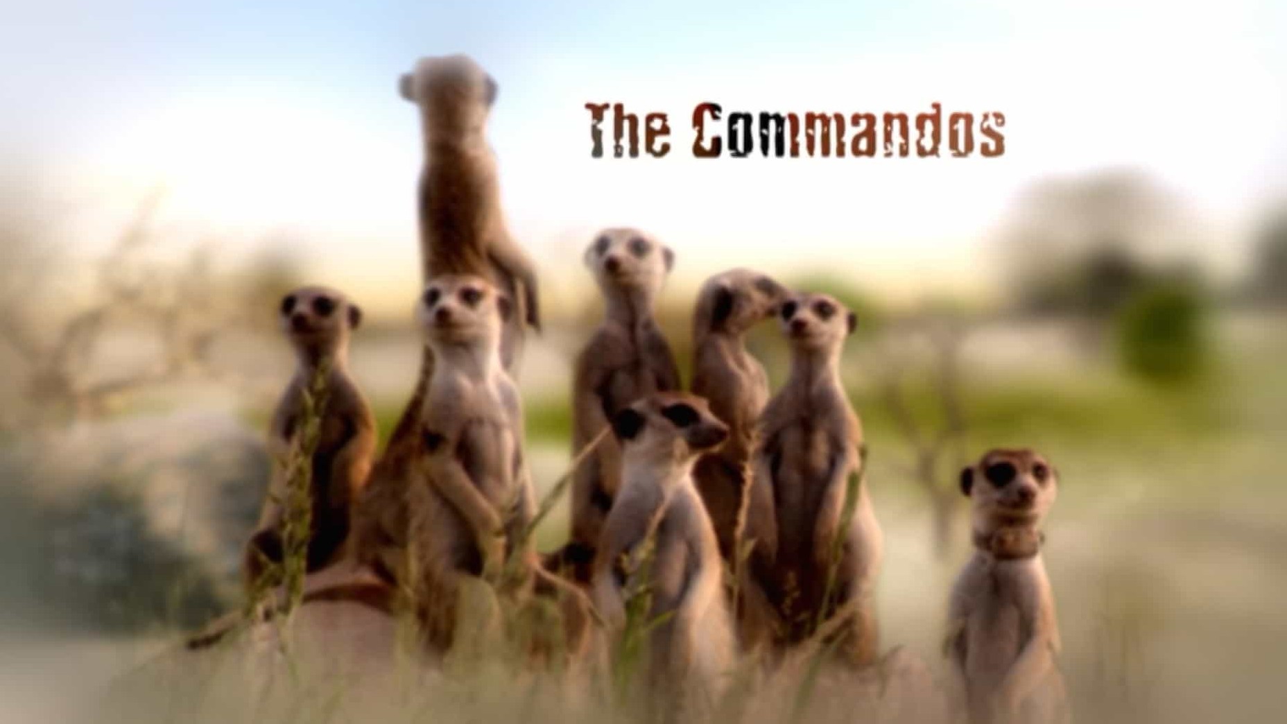 BBC纪录片《狐獴：超级动物明星的秘密 Meerkats Secrets of an Animal Superstar 2013》全1集 英语英字 720P高清网盘下载