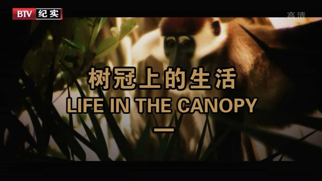 BBC纪录片《树冠上的生活 Life in the Canopy 2010》全3集 英语中字 720p高清网盘下载