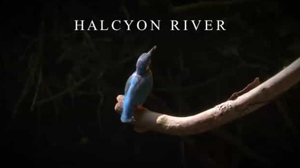 BBC纪录片《翠鸟河日记 Halcyon River Diaries 2010》全4集 英语中字 标清网盘下载