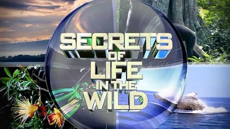 美国纪录片《野性密码 Secrets of Life In the Wild》全3集 国语无字  720P高清网盘下载
