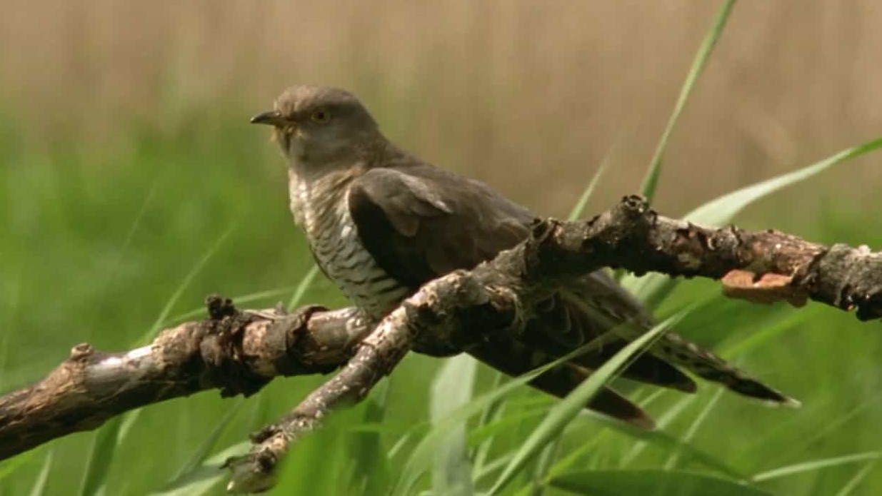 BBC纪录片《自然世界 布谷鸟/解密布谷鸟/BBC 解密布谷鸟 Natural World Cuckoo》全1集 英语双字 标清 网盘下载