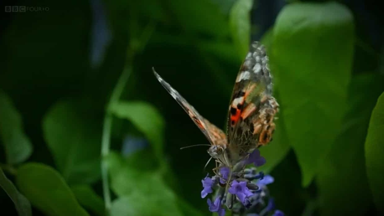 BBC纪录片《从非洲到英国：蝴蝶迁徙 The Great Butterfly Adventure Africa to Britain with the Painted Lady 2016》全1集 英语英字 720P高清网盘下载