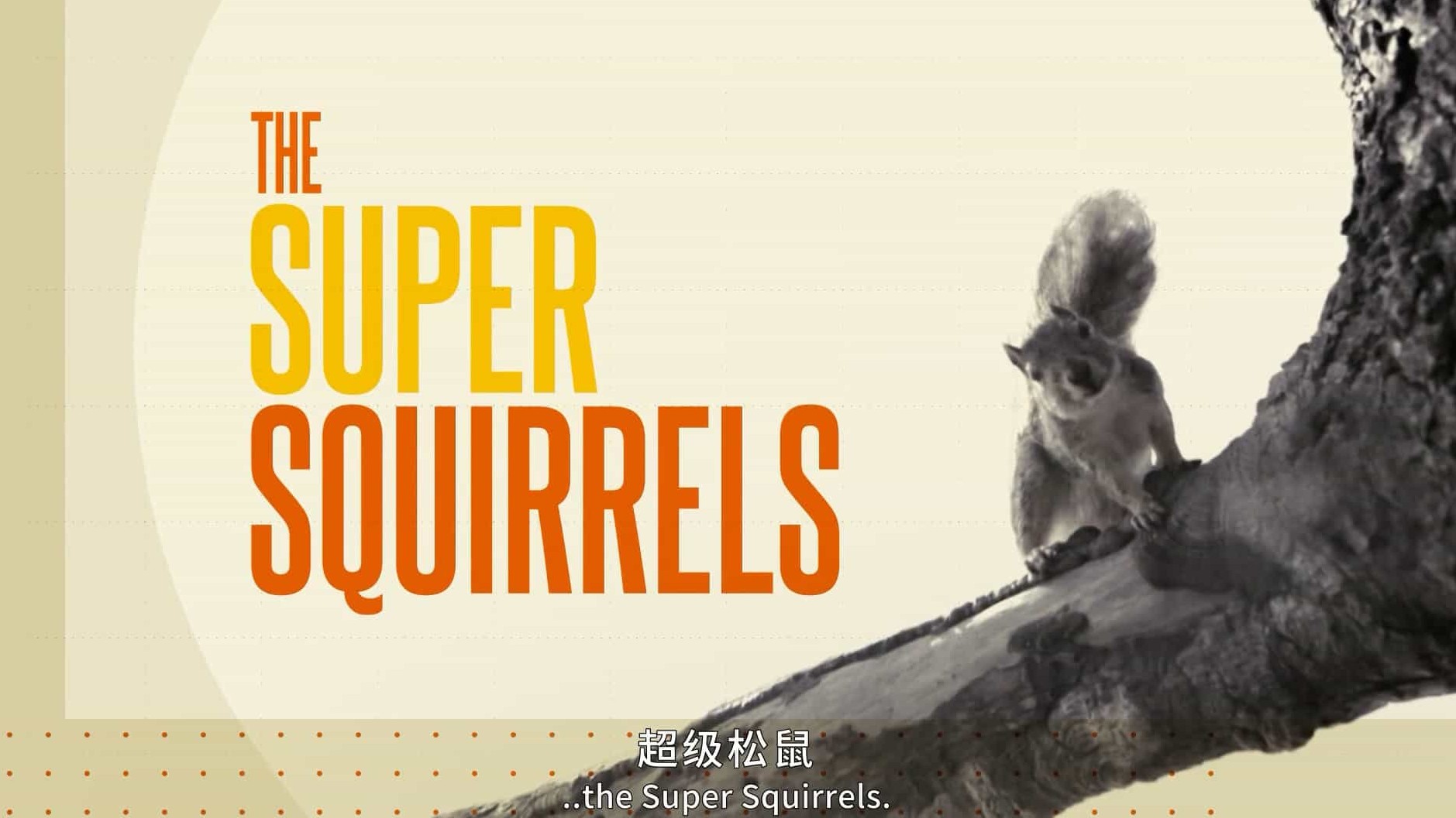 BBC纪录片《了不起的松鼠 The Super Squirrels 2018》全1集 英语英字 1080P高清网盘下载 