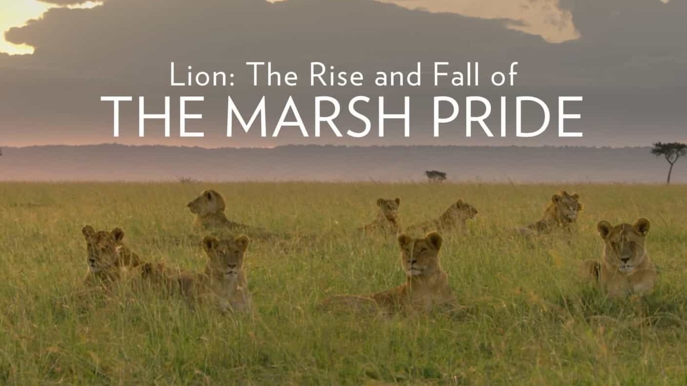 BBC纪录片《狮子：沼泽骄傲的兴衰 Lion: The Rise and Fall of the Marsh Pride 2022》全1集 英语中字 1080P高清网盘下载