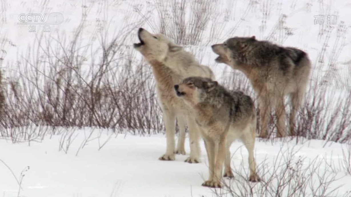 BBC纪录片《自然世界：狼之风暴 The Natural World: A Wolf Called Storm》全1集 国语中字 720P高清网盘下载