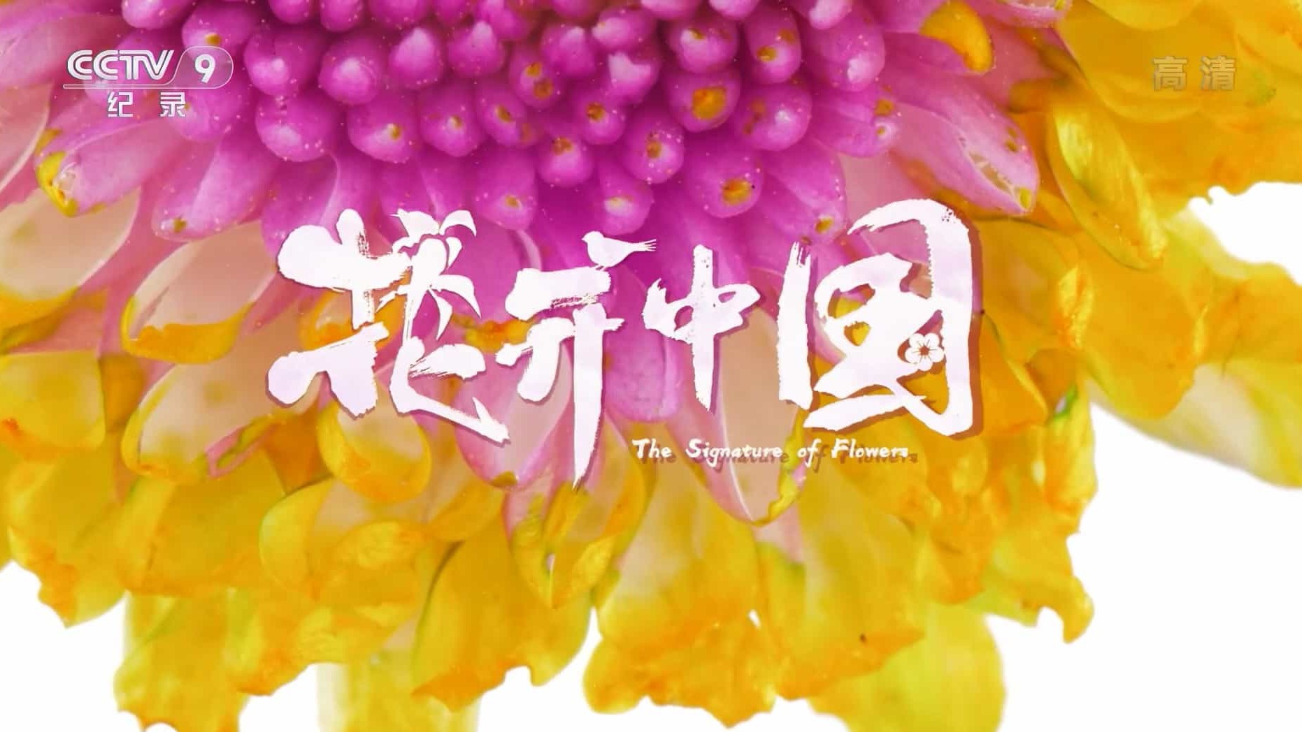 央视纪录片《花开中国 The Signature of Flowers 2020》全5集 国语中字 1080P高清网盘下载