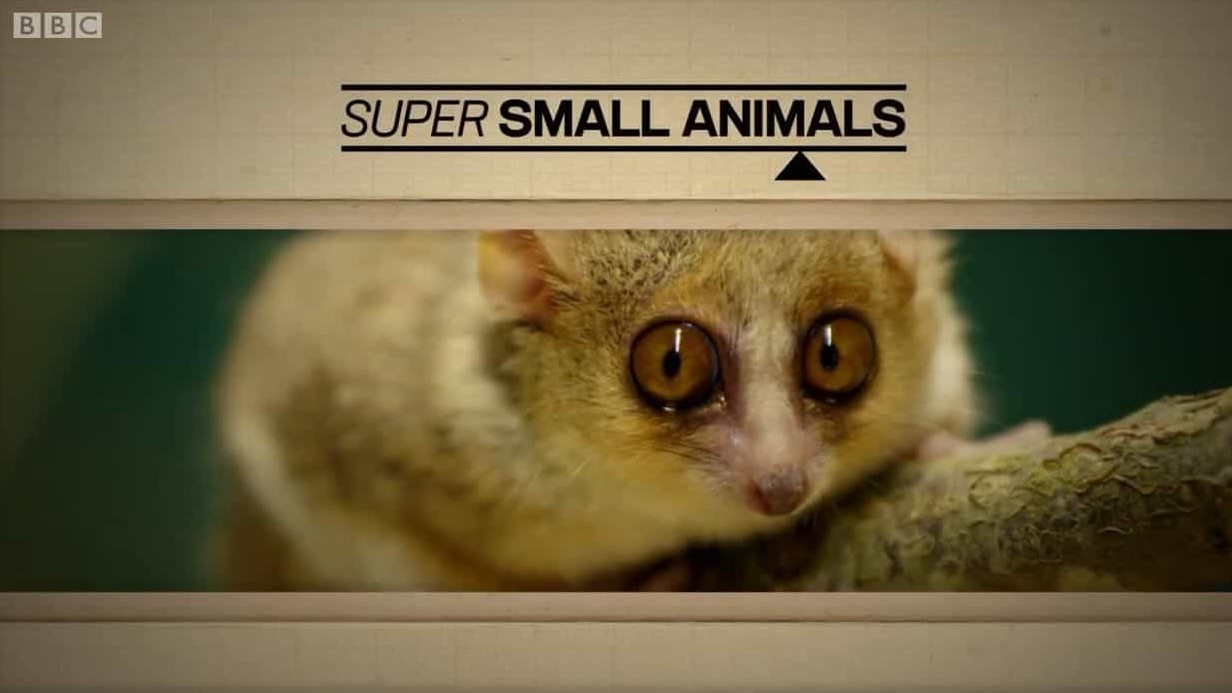 BBC纪录片《袖珍动物 Super Small Animals 2017》全1集 英语英字 720P高清网盘下载