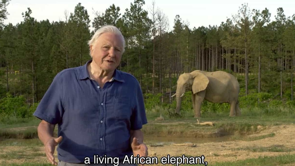 BBC纪录片《爱登堡与大象金宝/爱登堡和巨象 Attenborough and The Giant Elephant 2017》全1集 英语英字 720P高清网盘下载