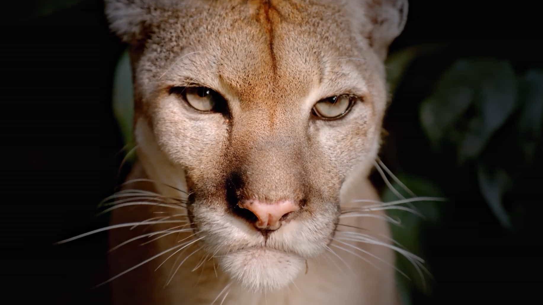 BBC纪录片《大猫/大猫：终极猎食者 Big Cats 2018》全1集 国语中字 1080P高清网盘下载