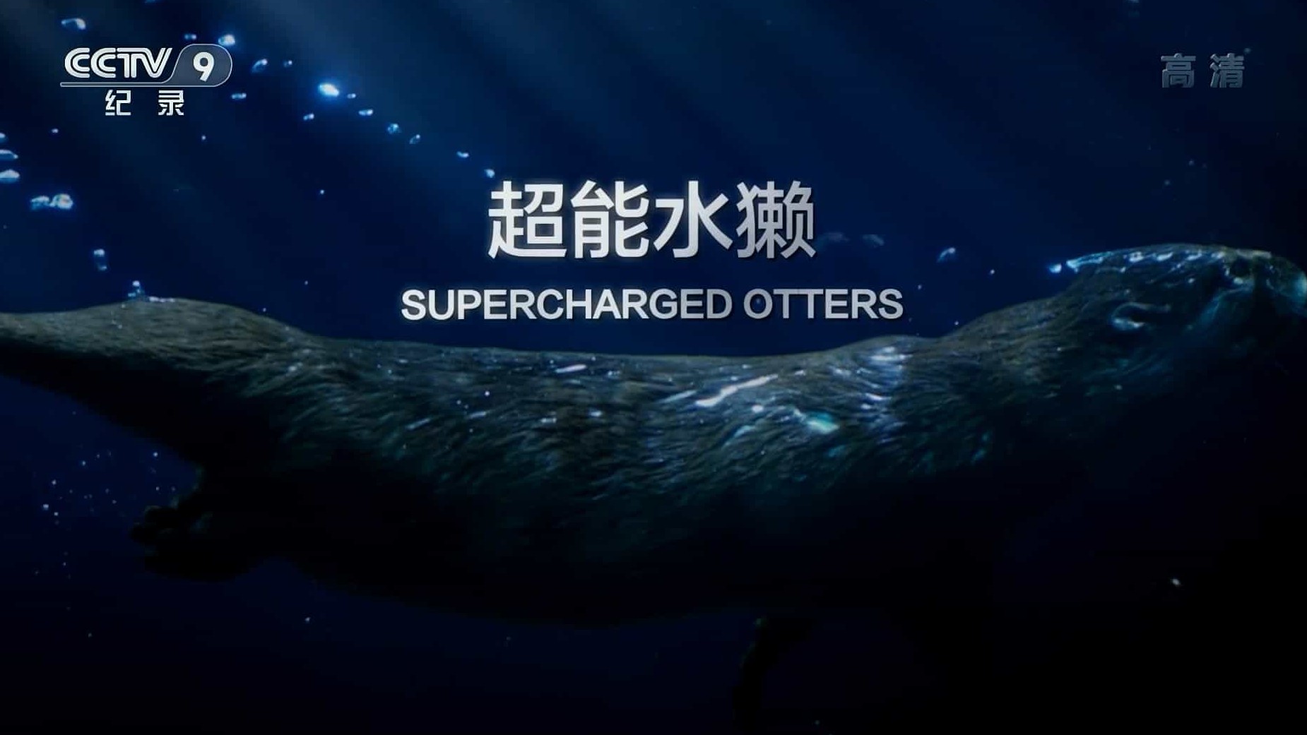 BBC纪录片《自然世界—超能水獭 Natural World Supercharged Otters 2017》全1集 英语英字 720P高清网盘下载 