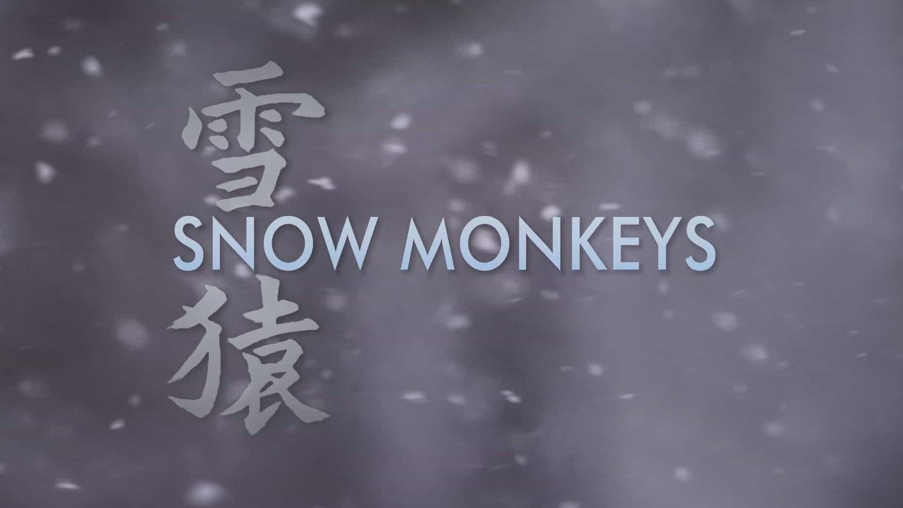 BBC纪录片《自然世界:雪猿 Natural World Snow Monkeys 2009》全1集 英语中英双字 1080P高清网盘下载 