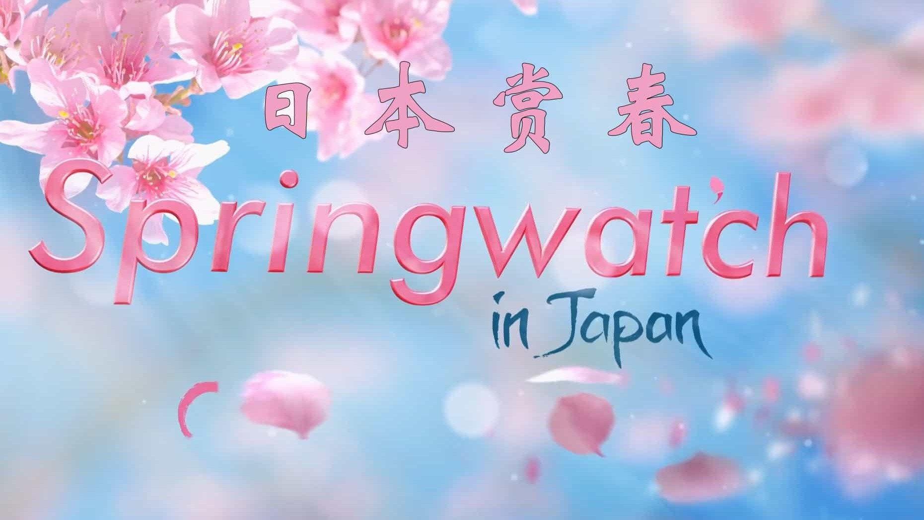 BBC纪录片《日本赏春—樱花盛开时节 Springwatch in Japan Cherry Blossom Time 2017》全1集 英语中字 1080P高清网盘下载