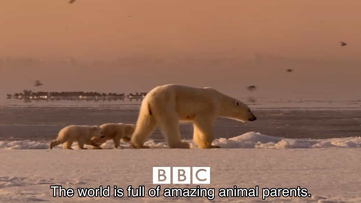 BBC纪录片《动物超级父母 Animal Super Parents》全3集 英语中字 720P高清网盘下载 