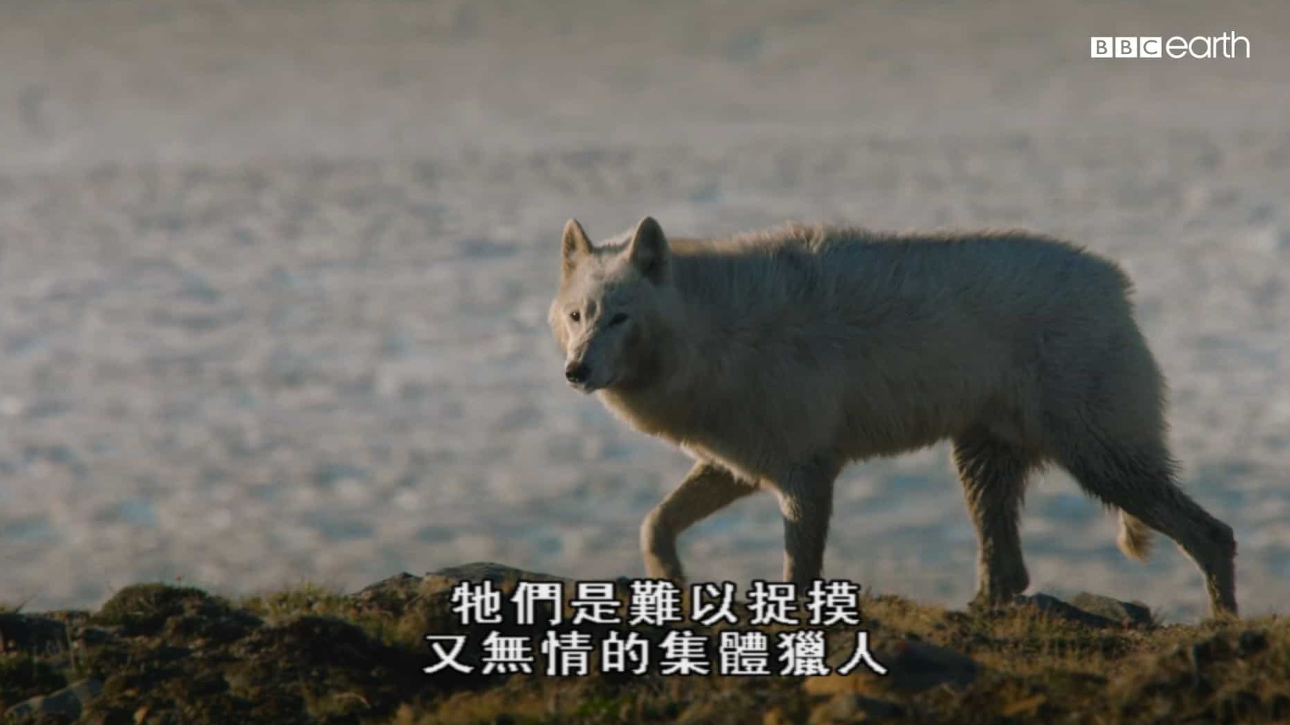 BBC纪录片《雪狼家族与我/北极狼家族与我/我和雪狼家族 The Snow Wolf Family & Me 》第1季全3集 英语无字 1080i高清网盘下载