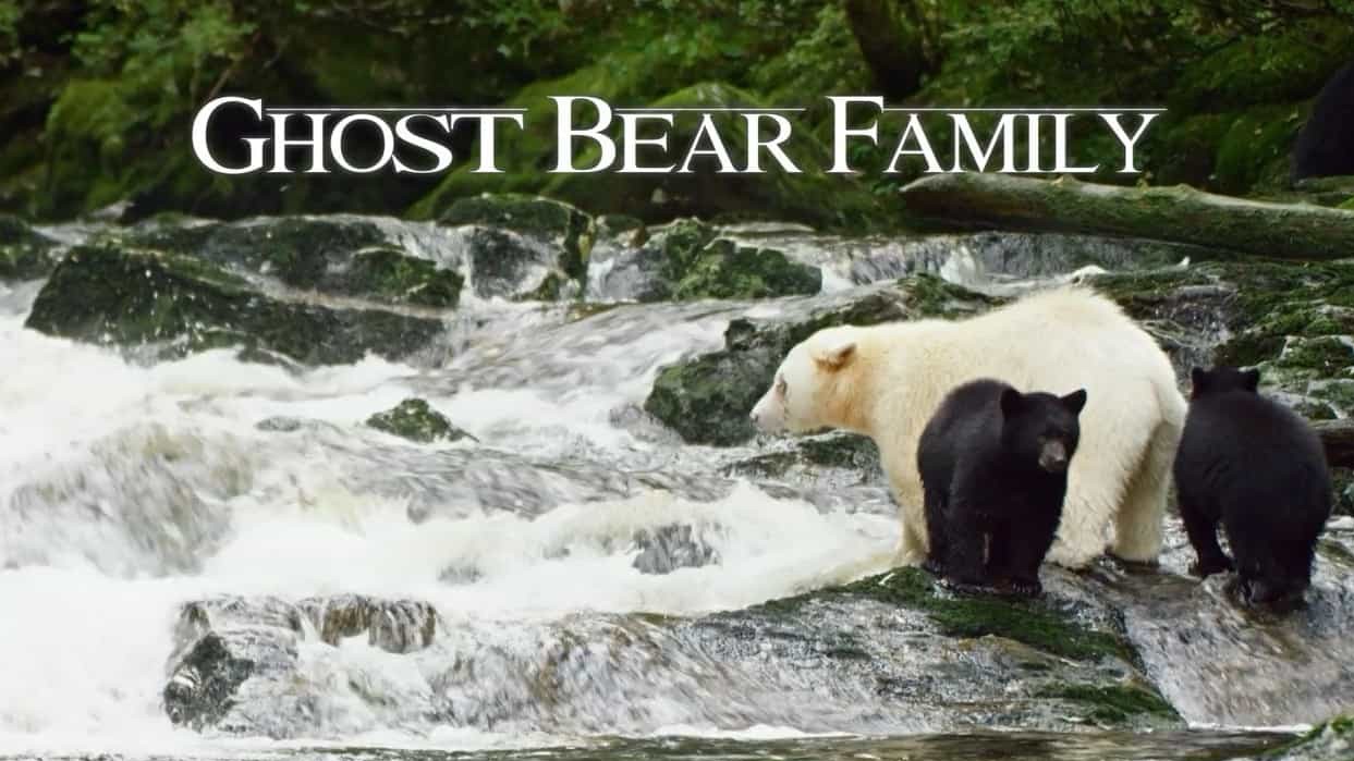 BBC纪录片《灵熊一家 Spirit Bear Family》全1集 英语中字 720P高清网盘下载 