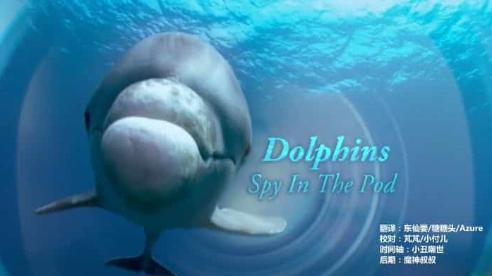 BBC纪录片《卧底海豚帮/海豚：双重间谍 Dolphins - Spy in the Pod》全2集 英语中英双字 720P高清网盘下载