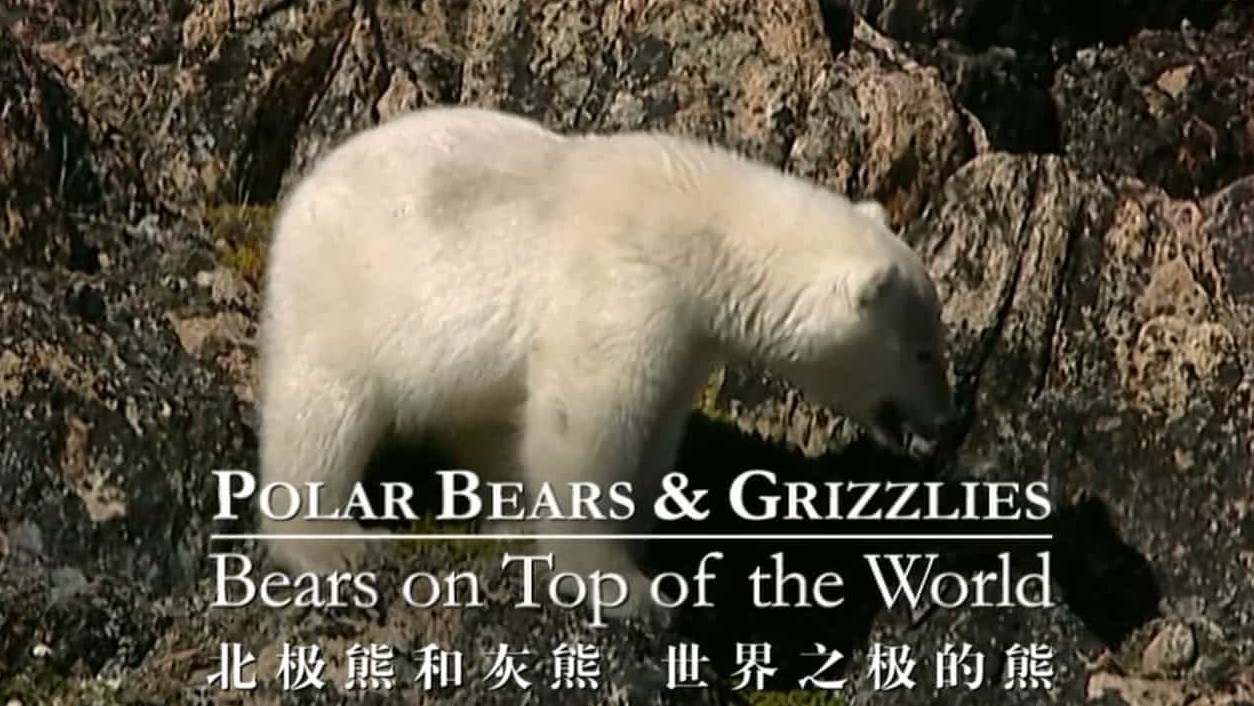 BBC纪录片《北极熊和灰熊 世界之极的熊 Bears on Top of the World》全1集 英语中英双字 720P高清网盘下载 