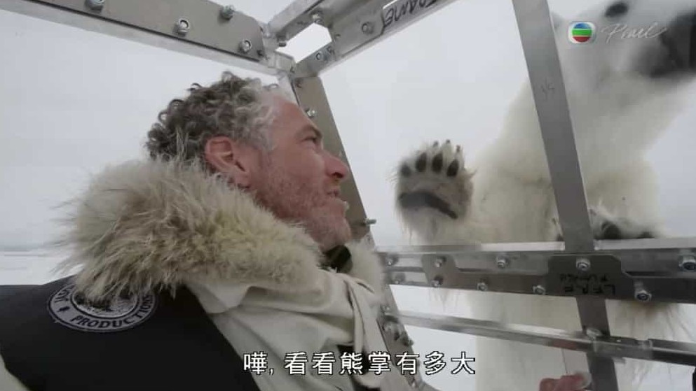 BBC纪录片《我和北极熊一家 The Polar Bear Family》全3集 粤语中字 720p高清网盘下载