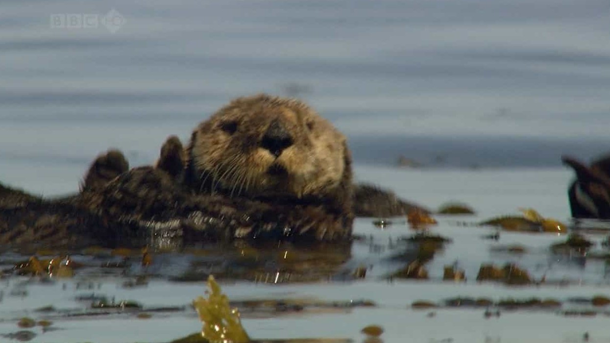 BBC纪录片《自然世界 海獭的百万宝宝/海獭千金 Sea Otters: A Million Dollar Baby》全1集 英语中英双字 720P高清网盘下载