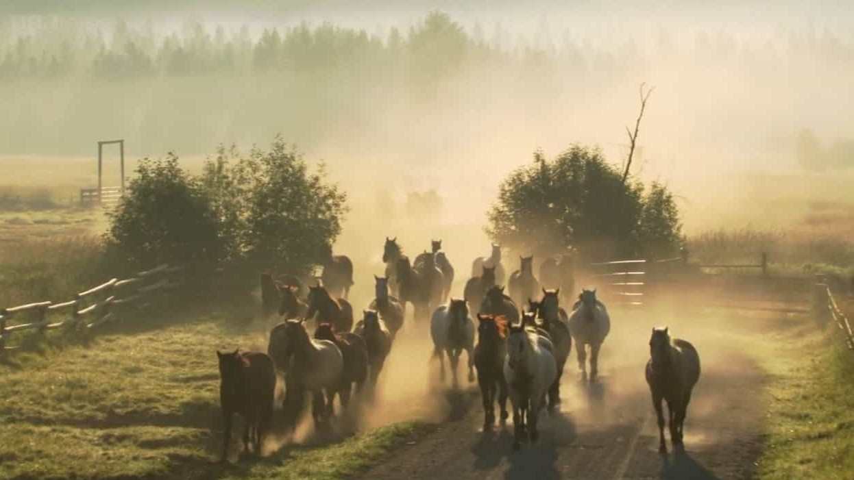 BBC纪录片《巴克:真正的马语者 Buck The Real Horse Whisperer》全1集 英语中字 720P高清网盘下载 