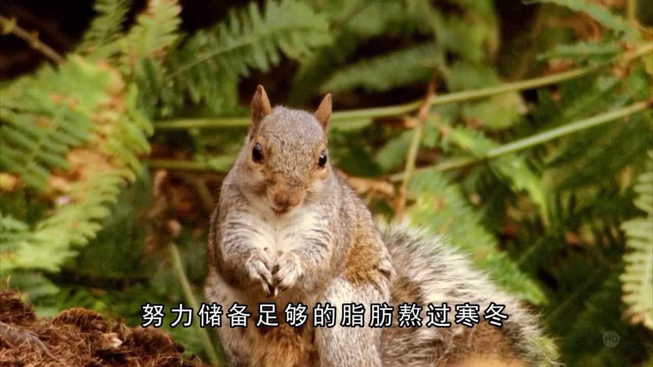 BBC纪录片《吉米的森林 Jimmy’s Forest》全4集 英语中字 720P高清网盘下载 