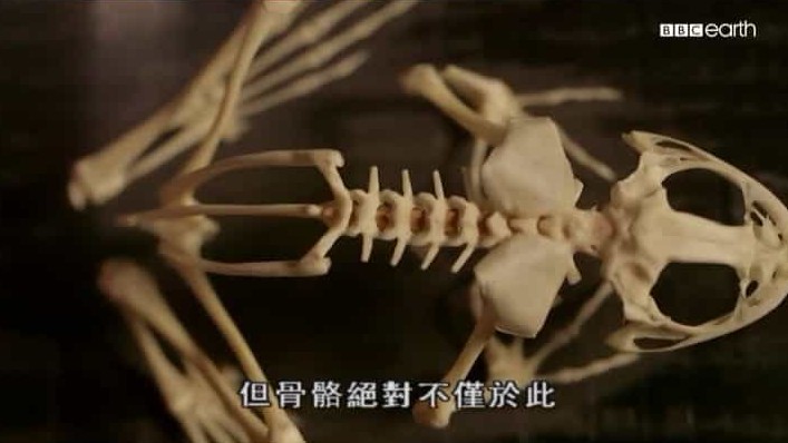 BBC纪录片《骨骼的秘密/骨骼的奥秘  Secrets of Bones 》全1集 英语中英双字 720P高清网盘下载 