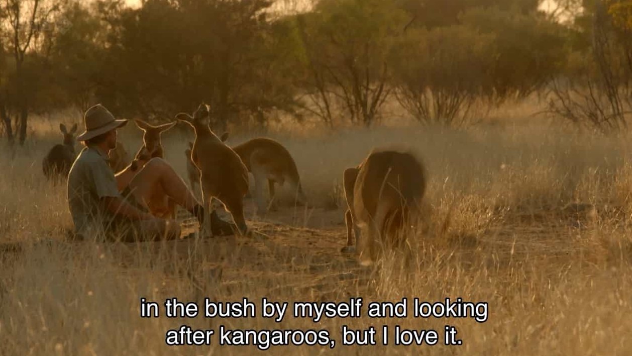 BBC纪录片《自然世界:袋鼠邓迪 The Natural World: Kangaroo Dundee》全1集 英语中字 720P高清网盘下载 