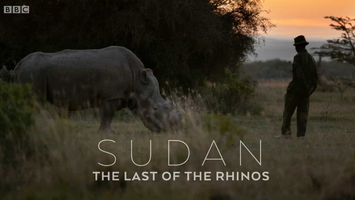 BBC纪录片《苏丹：最后的犀牛Sudan The Last of the Rhinos 2017》全1集  英语英字 720P高清网盘下载