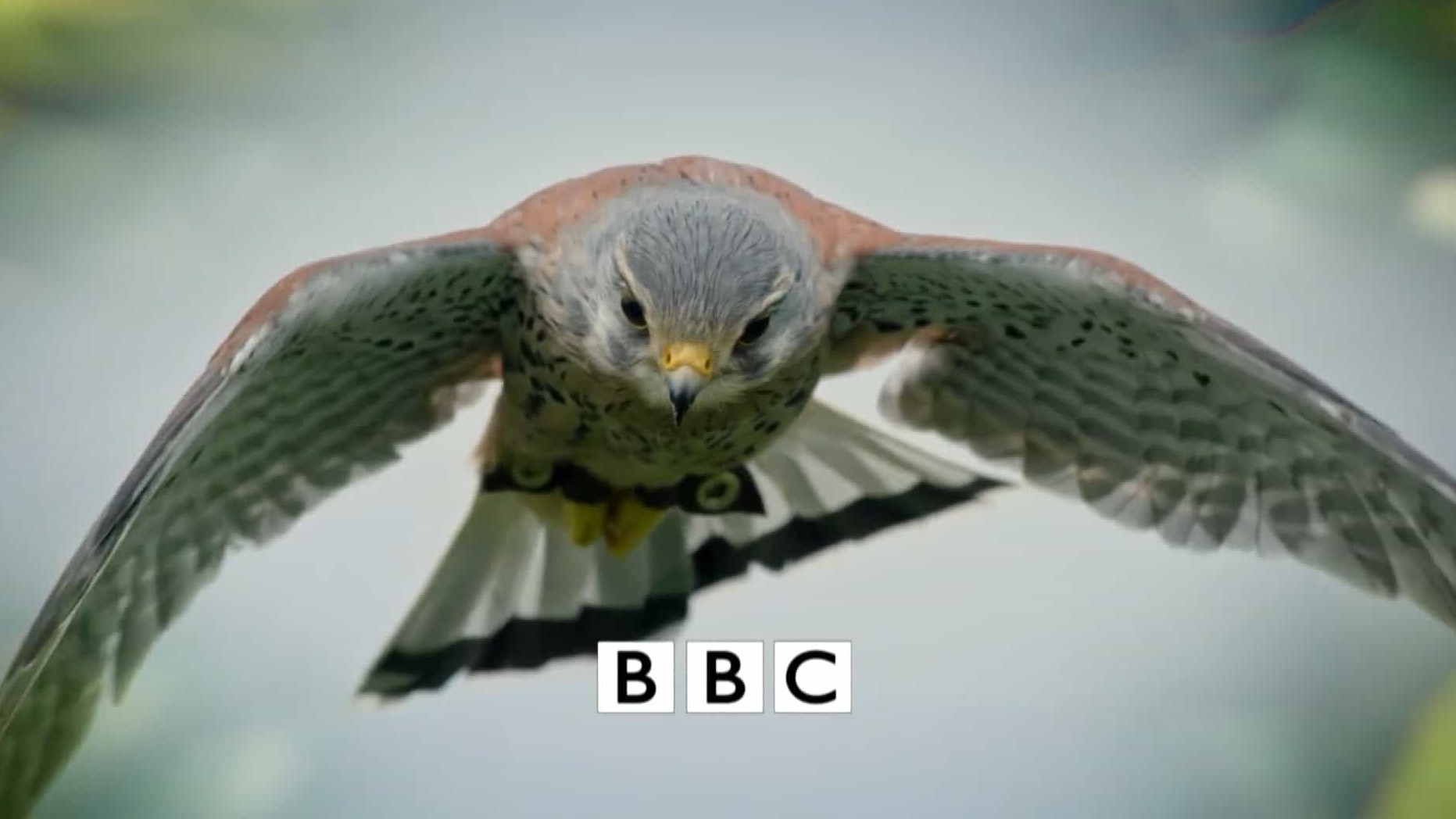 BBC纪录片《赏春 Springwatch 2017》全12集 英语英字 1080P高清网盘下载