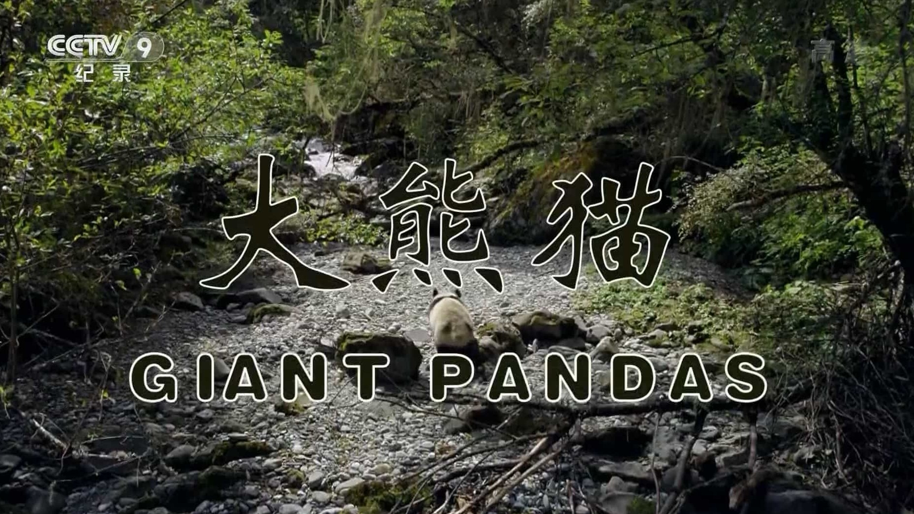 国家地理《大熊猫 Giant Panda》全1集 英语中字 720P高清网盘下载 