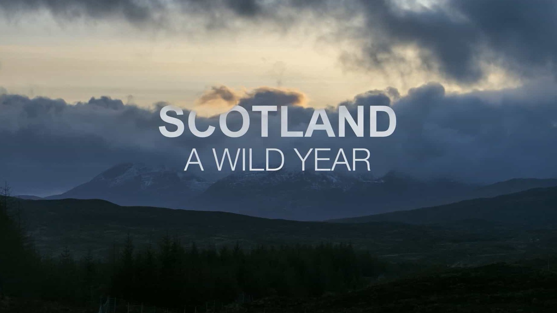 新西兰纪录片《苏格兰：狂野之年/苏格兰：狂野的一年/乡野四季 Scotland: A Wild Year 2022》第1季全4集 英语无中字 1080P高清网盘下载