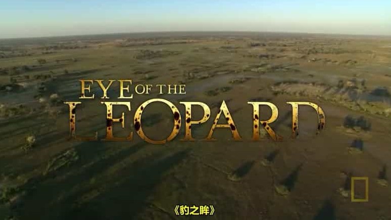 国家地理《花豹之眼/豹的眼睛 Eye of the Leopard 2009》全1集 英语中字 720p高清网盘下载 