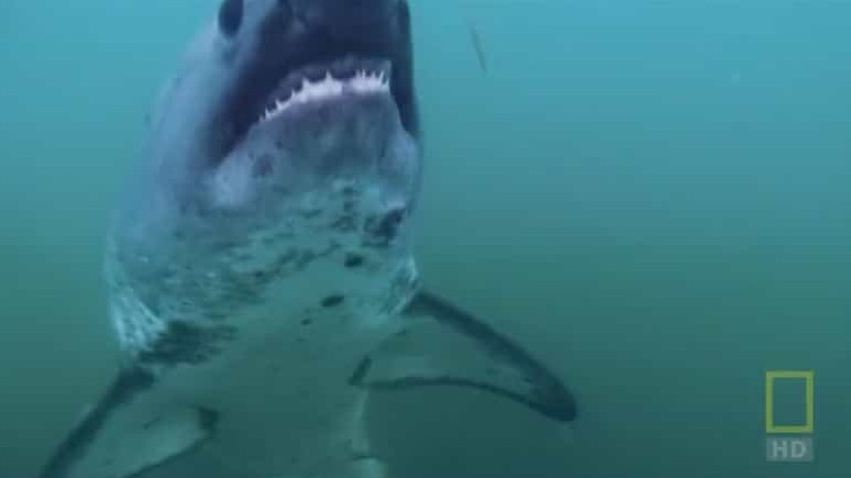 国家地理《阿拉斯加杀手鲨鱼/阿拉斯加食人鲨 Alaskan Killer Shark 2009》全1集 英语中字 720p高清网盘下载  