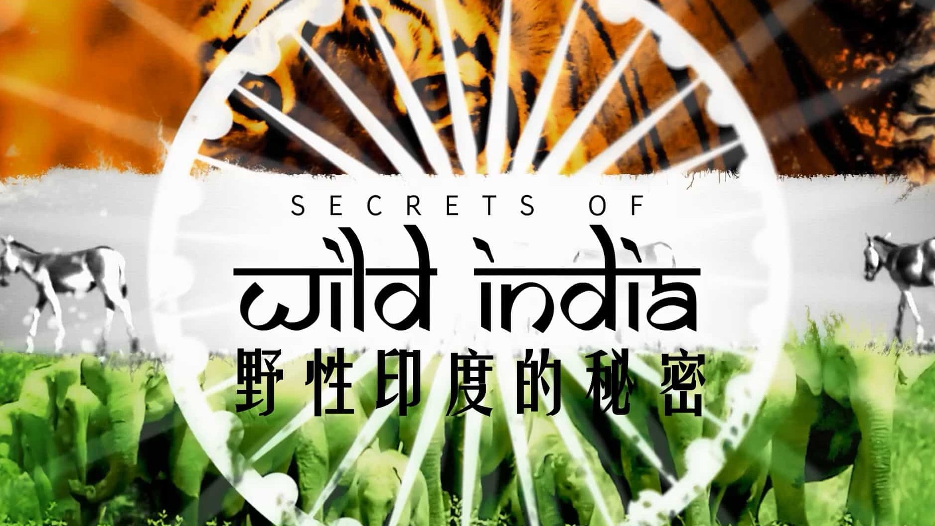 国家地理《野性印度的秘密 Secrets of Wild India》全3集 英语中字 1080P高清网盘下载 