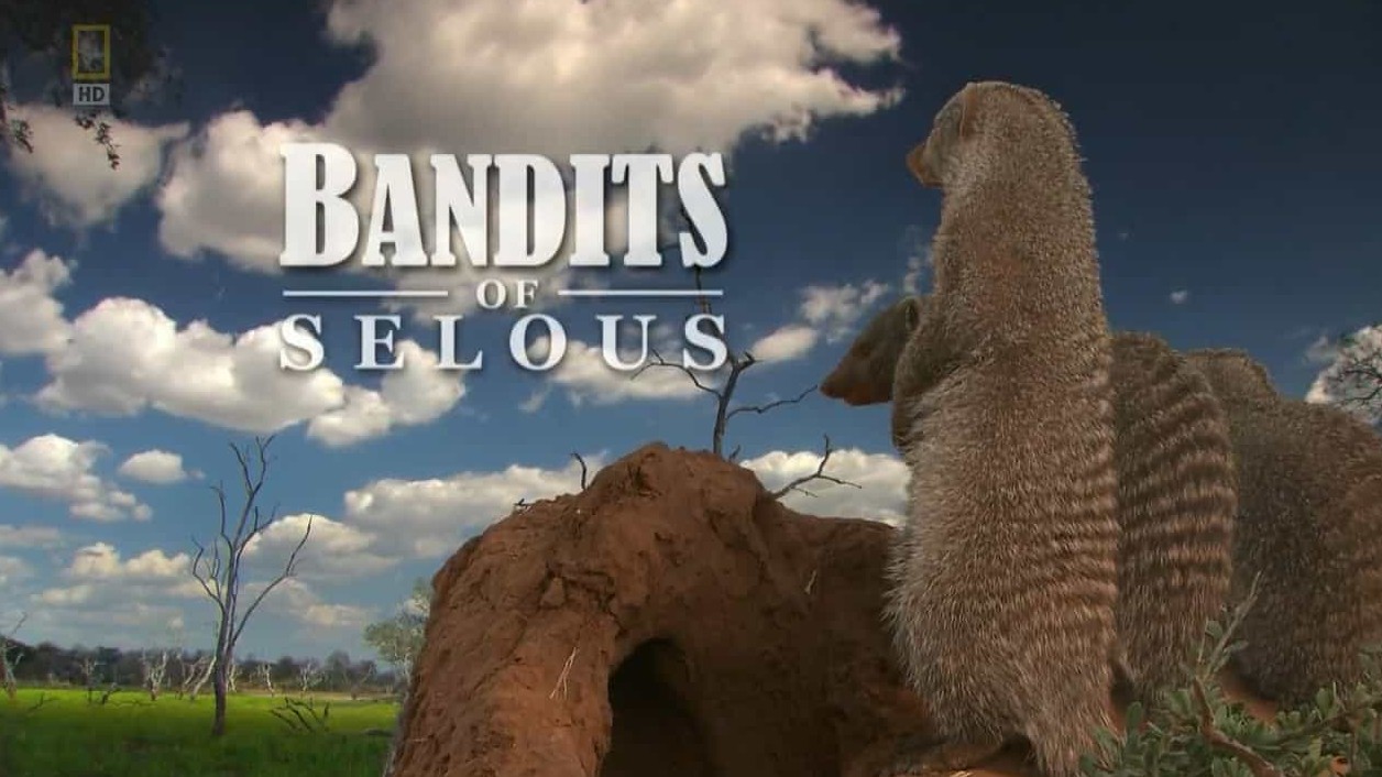 国家地理《条纹獴求生录 Bandits of selous》全1集 英语中字 720P高清网盘下载