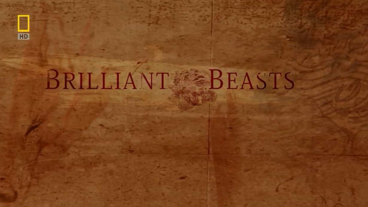 国家地理《动物天才系列 Brilliant Beasts》全4集 英语中字 720P高清网盘下载