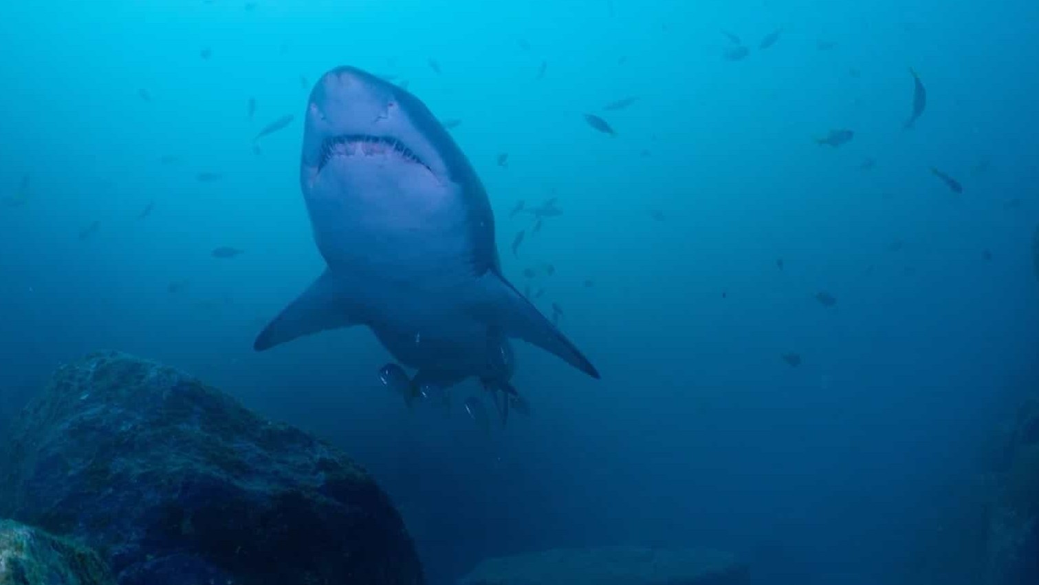 国家地理《里斯·海姆斯沃斯的鲨滩奇遇/克里斯·海姆斯沃斯的鲨滩奇遇 Shark Beach with Chris Hemsworth 2021》全1集 英语中字 1080P高清网盘下载