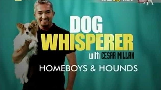 国家地理《狗语者 精选 Dog Whisperer with Cesar Millan》全145集 英语中字 720P高清网盘下载