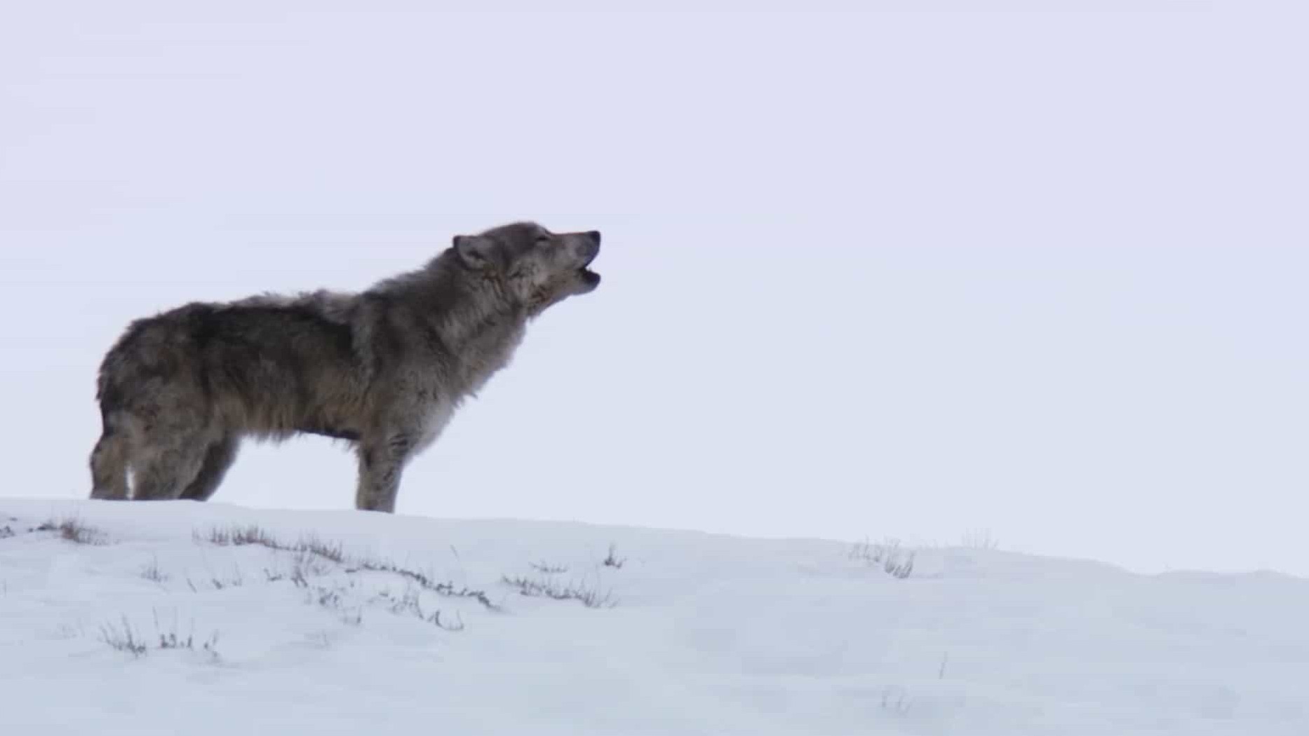 国家地理《黄石公园的狼 Yellowstone Wolves 2019》全1集 英语英字 1080P高清网盘下载