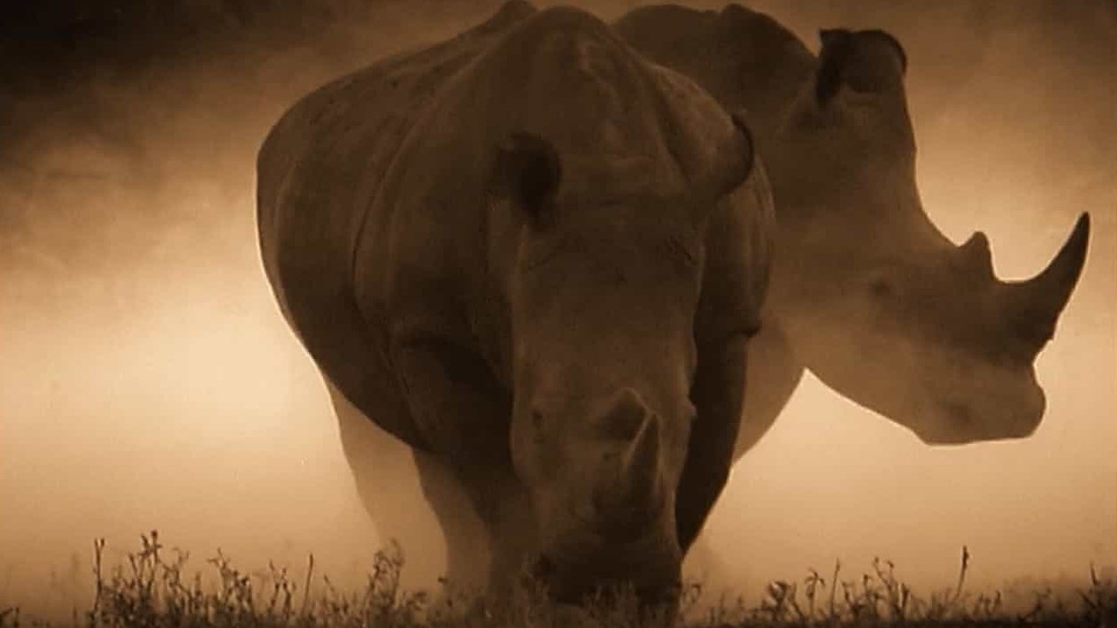国家地理《拯救犀牛 Rhino Rescue 2009》全1集 英语中字 720P高清网盘下载