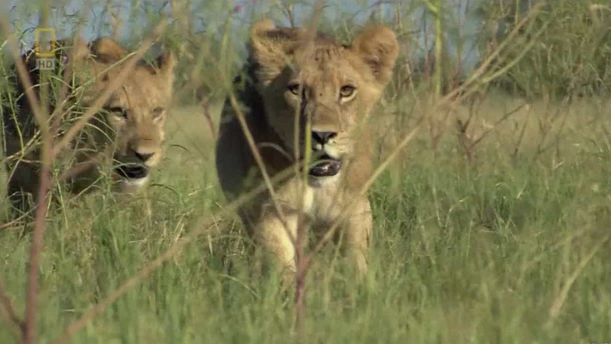 国家地理《野性波札那：狮子兄弟会 Wild Botswana：Lion Brotherhood 2014》全1集 英语中字 720P高清网盘下载