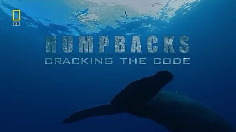 国家地理《座头鲸之歌/大翅鲸之歌/座头鲸之歌的谜题 Humpbacks Cracking The Code 2009》全1集 英语中字 1080P高清网盘下载