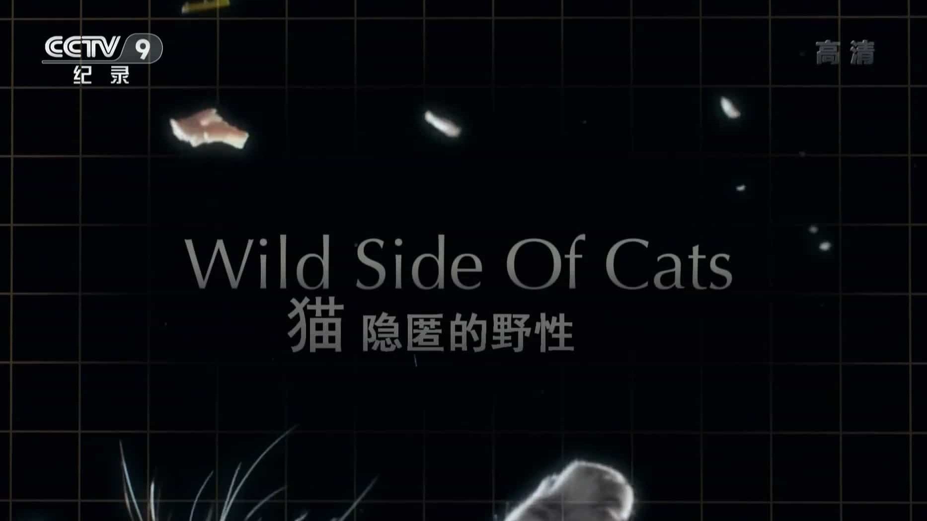 国家地理《猫咪的狂野一面/猫咪的秘密生活 Wild Side of Cats 2017》全1集 国语中字 1080P高清网盘下载