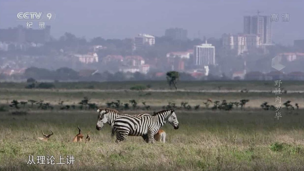 央视自然地理纪录片《野性内罗毕 Wild Nairobi》全1集 国语中字 1080i高清网盘下载