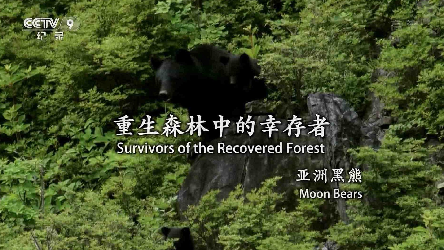 央视纪录片《重生森林中的幸存者—亚洲黑熊 Survivors of the Recovered Forest Moon Bears 2018》全1集 国语中字 1080P高清网盘下载
