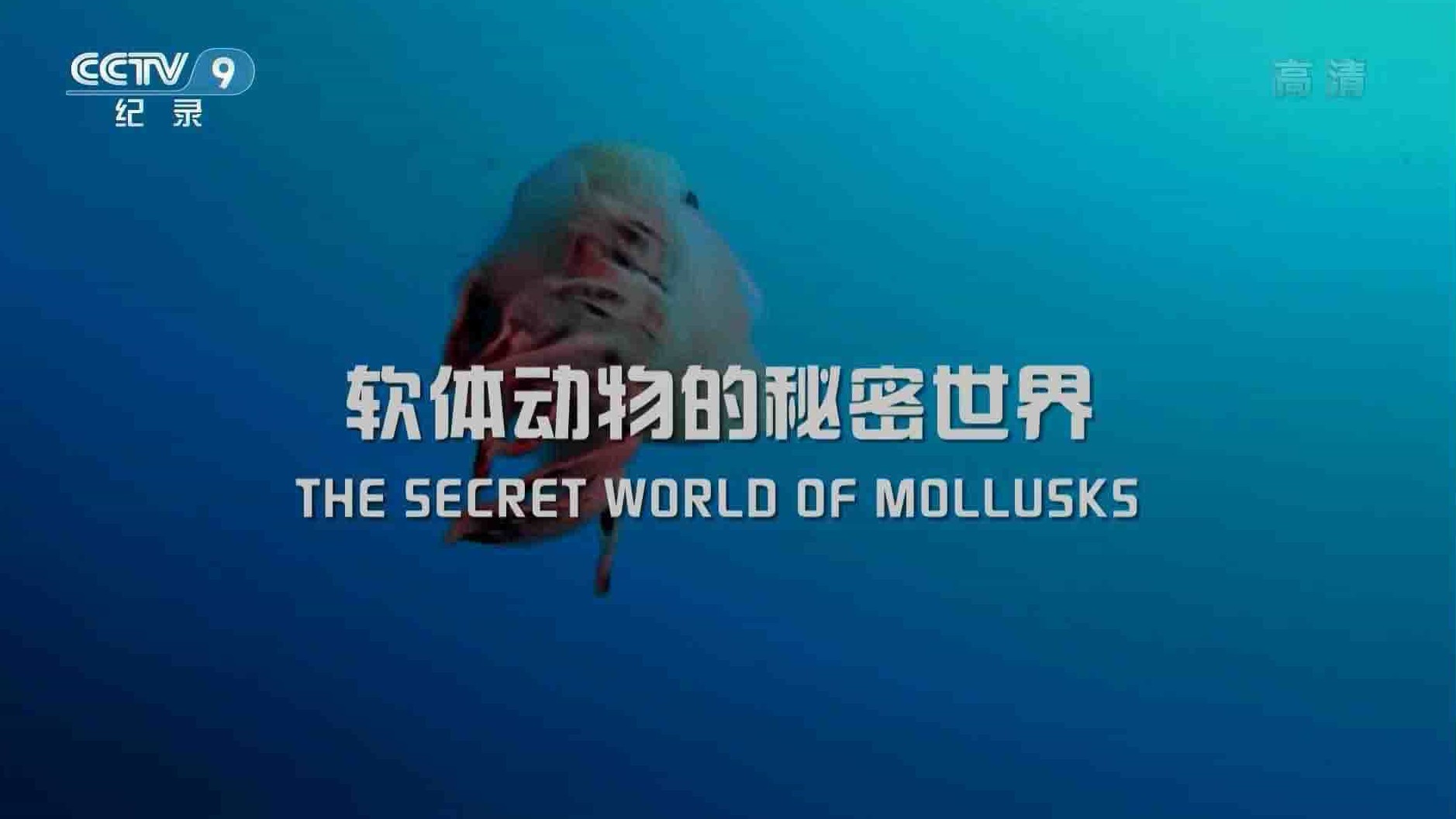 法国纪录片《软体动物的秘密世界 The Secret World of Mollusks 2013》全1集 国语中字 1080i高清网盘下载