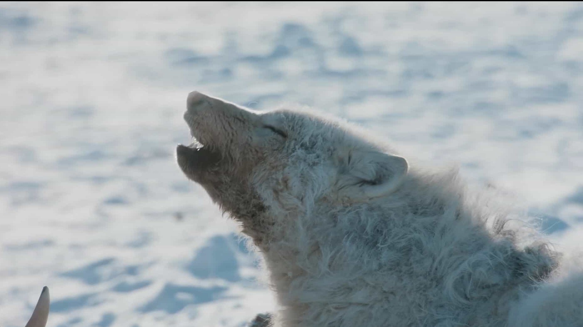 BBC纪录片《野生犬科动物：认识这个大家庭 Dogs in the Wild: Meet the Family 2023》全3集 英语中英双字 1080P高清网盘下载